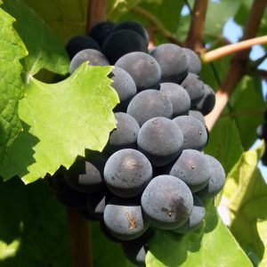 pinot_noir